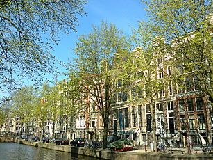 Elm trees in Amsterdam in spring