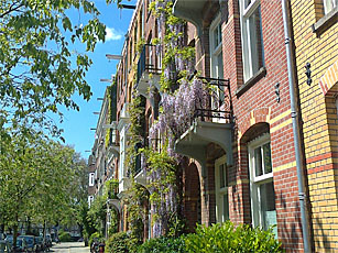 Wisteria reaching for the sky