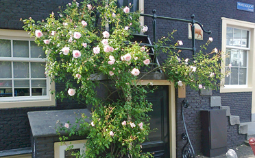 pink roses in pavement garden in amsterdam in summer