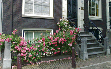 red roses in pavement garden in amsterdam in summer