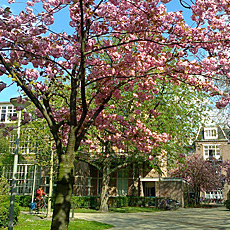 cherry blossom in spring in amsterdam