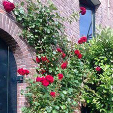 roses in summer in amsterdam