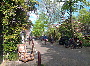 pavement garden with wisteria