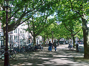 Caucasian wingnut on Amstelveld in Amsterdam