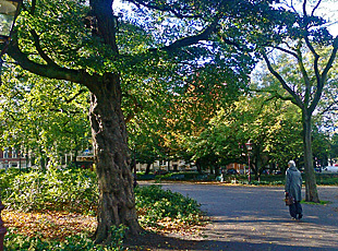 trees on Frederiksplein in Amsterdam