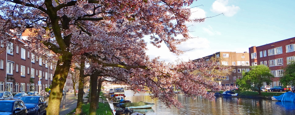 Cherry blossom along Amstelkanaal in Amsterdam