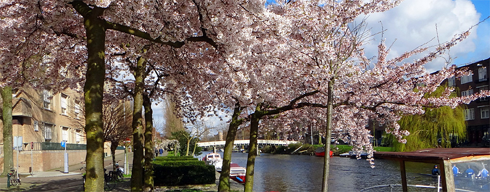 Spring Cherry Blossom in Amsterdam