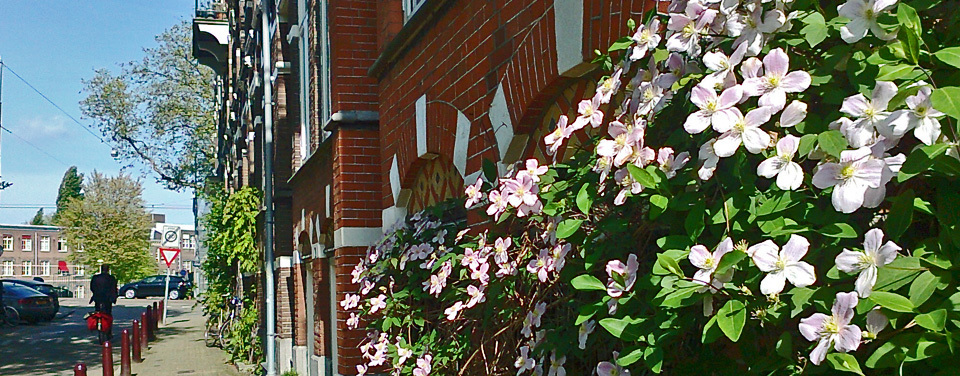 Clematis on Nieuwe Prinsengracht 