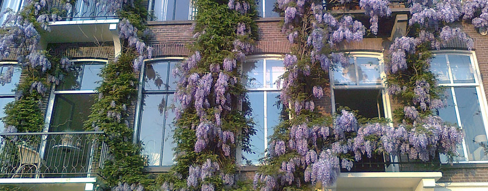 Wisteria along the Amstel  River in Amsterdam