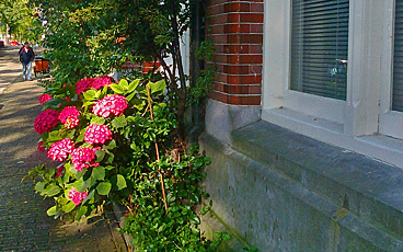 Hydrangea in a ray of sun on a canal