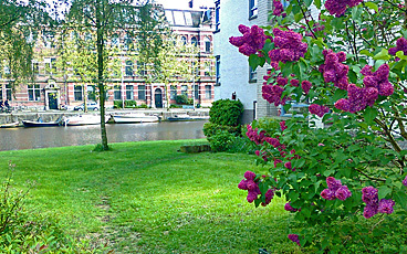 Lilac opposite the Mauritskade (in Spinozahof)