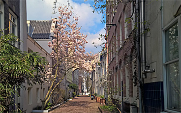 Magnolia in the Verversstraat, heart of old Amsterdam, on a busy Sunday afternoon in April