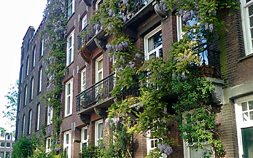 Wisterias behind Carré Theatre on the Onbekendegracht