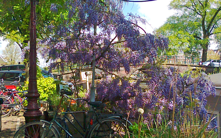 wisteria next to boat in keizersgracht near amstel river