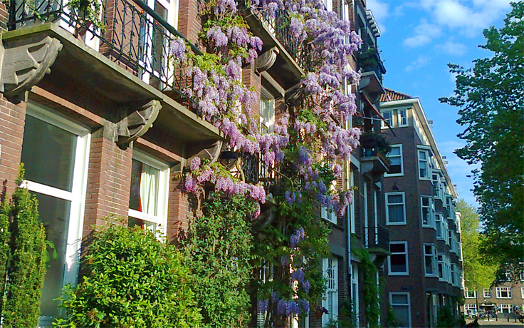 wisteria on onbekendegracht